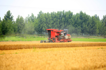 Obraz premium combine harvester working