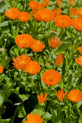 Calendula flowers in the garden