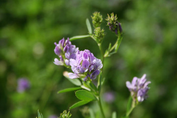 Beautiful purple alfalfa flower in the field. Medicago sativa cultivation in bloom in summer