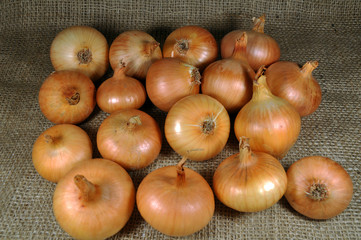 Ripe onion with husk on the background of the burlap