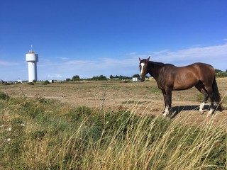  Cheval poney phare tour nature pré naturelle verdure prairie équestre vert ciel bleu brun bais  © Antoine