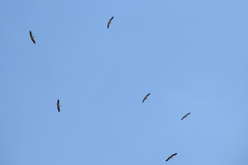 Ciconiidae, Weißstorch, Kolonie, Burg, Spreewald