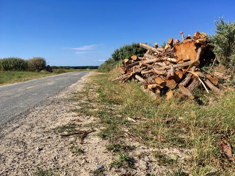 Bois brun tronc arbre route vert  campagne 