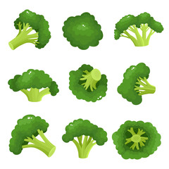 Bright vector collection of colorful broccoli isolated on white. - 215200591