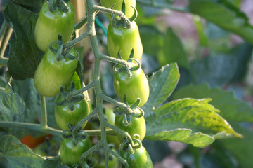 Unripe green tomatoes with sunlight on plant in the vegetable garden