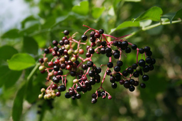 Blak elderberry fruits on branch. Sambucus in summer