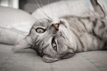 Portrait of gray tabby cat lying on bed in cold colors