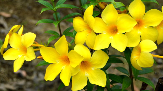 Bunch of Beautiful Yellow Allamanda Cathartica flowers Closeup