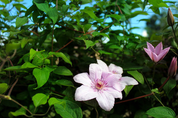 Beautiful flowers in the garden in summer