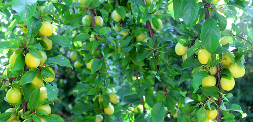 Yellow and green plums on a branch in the garden.