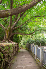 path way in the nature park