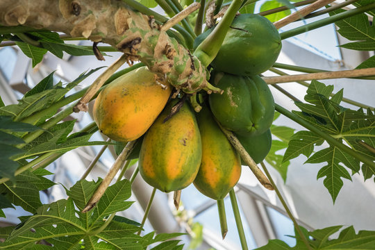 Papaya (Carica papaya) plant showing heavy fruit crop and leaves