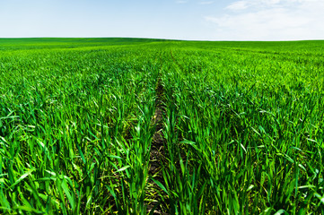 Image of a landscape of a green grass or wheat field and a blue sky with patterns from the clouds. The concept of serenity of ecology and spring