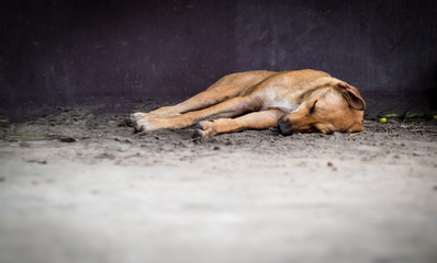 Brown stray mix breed dog sleeping on the floor.