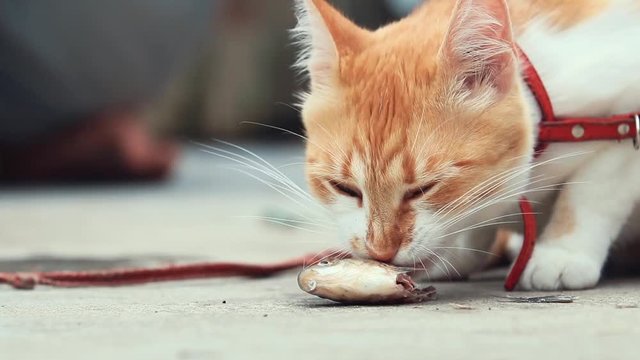 Funny beautiful amazing cute red white cat in red collar eating fresh fish on the outdoor, sunny summer good day. Shallow depth of the field, toned video, 50fps.
