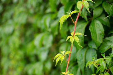 Young green leaves close-up outdoor spring