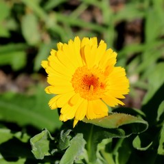 Bright Yellow Calendula in Full Sunlight, Blossom, Close-up