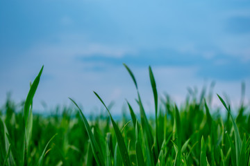 Grass field before storm