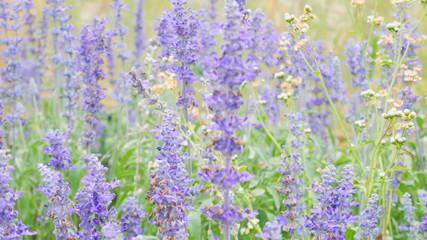 Obraz premium blue salvia (blue sage) flower. Beautiful violet flowers on the meadow with grass