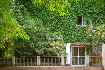 green color plants climbing on the house wall