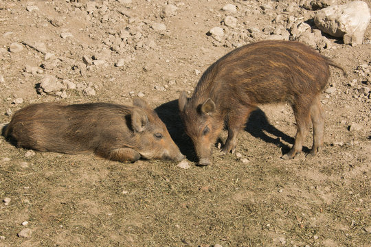 Cuccioli di cinghiali giocano nella natura selvaggia