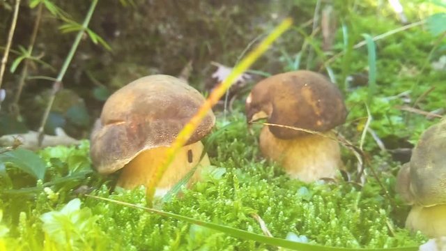 Boletus aereus mushroom