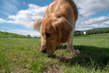 ゴールデンレトリーバー