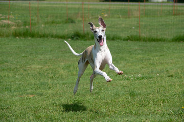 ジャンプして走る犬