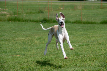 ジャンプして走る犬