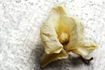 The beautiful yellow dried up blossom of a yellow orchid. As a background very well suited. The...