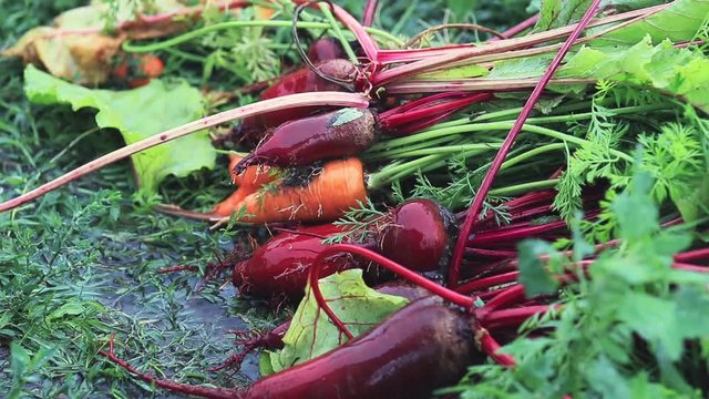Multicolor fresh vegetables carrots and beets during a heavy shower rain with a breeze. Shallow depth of the field, toned video, 50fps.