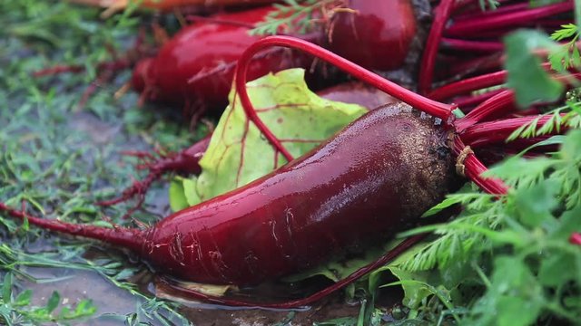 Multicolor fresh vegetables carrots and beets during a heavy shower rain with a breeze. Shallow depth of the field, toned video, 50fps.