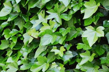 Green leaves background