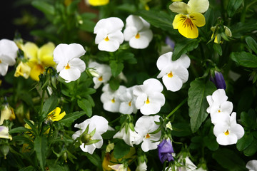 Viola arvensis