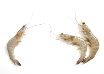 Raw fresh tiger shrimp on white