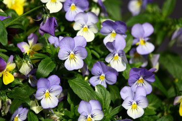 Viola arvensis