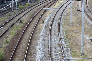 Fototapeta na wymiar Closeup of Railway Tracks