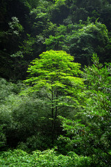 big tree in the forest
