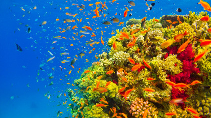 Obraz na płótnie Canvas Tropical Fish on Vibrant Coral Reef