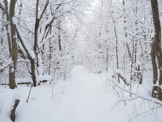 road in the forest. Winter