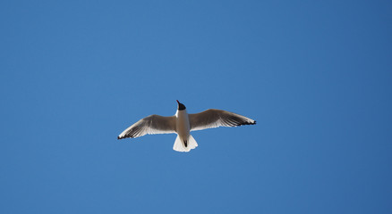 flight of seagulls against the sky