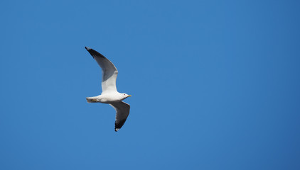Fototapeta na wymiar flight of seagulls against the sky