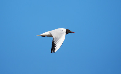 flight of seagulls against the sky