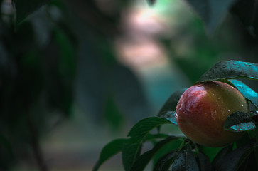 Closeup of the perfect wet peach on a tree after a rainfall. Water drops on fruit. Blurred bokeh background. Space for text.