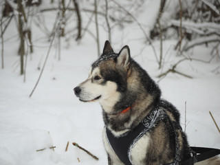 Naklejka premium hussy dog in the snow