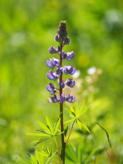 flower lupine on glade