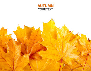 Autumn leaf isolated on white background. Autumn Thanksgiving Background. Maple.