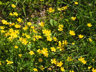 flower buttercup on the clearing