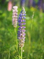 flower lupine on glade