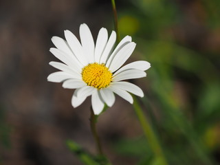 chamomile flower on glade